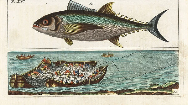 Bluefin tuna, and tuna fishing with nets