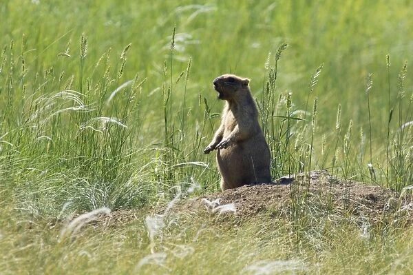 Bobak  /  Steppe Marmot - adult - whistles warning