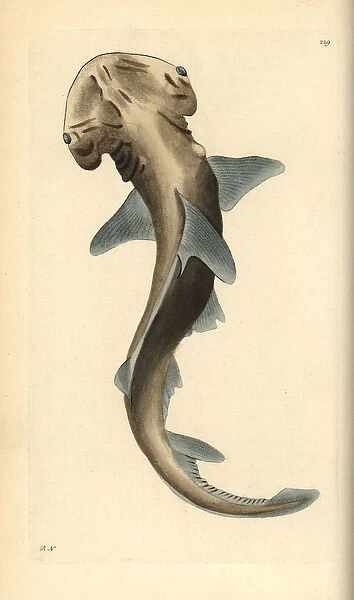 Bonnethead shark, Sphyma tiburo