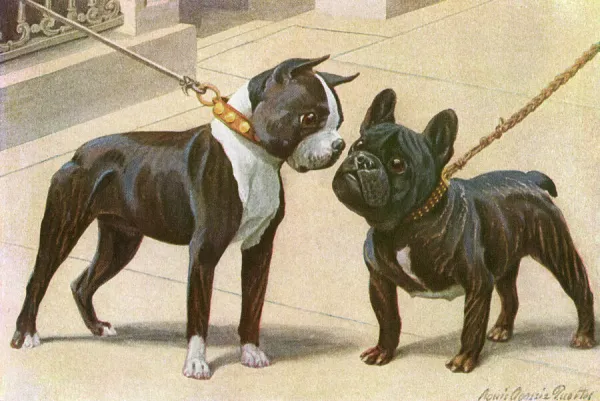 French bulldog hot sale studded collar