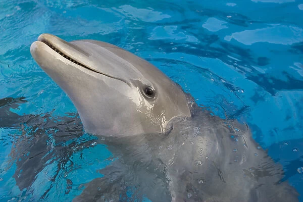 Bottlenose Dolphin - appearing with nose above surface
