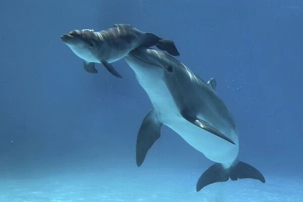 Bottlenose Dolphin - Baby  /  Calf dolphin being nudged