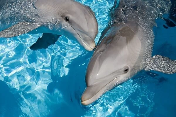 Bottlenose Dolphins - 2 together