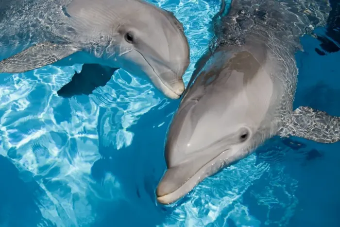 Framed Print : Bottlenose Dolphins Print - Two Together Framed Print : Bottlenose Dolphins Print - Two Together