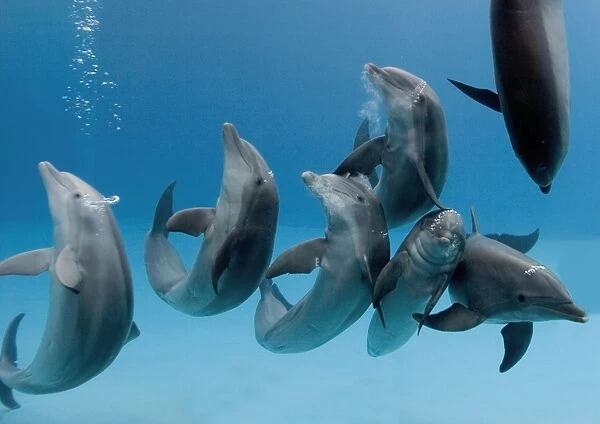 Bottlenose dolphins - group playing  /  dancing underwater