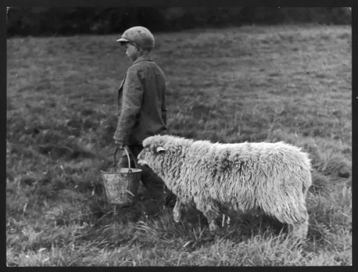 Framed Print : Boy with Sheep Print Framed Print : Boy with Sheep Print