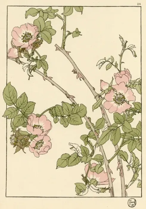 Framed Print : Briar Rose Decorative Flower Study Print, 1899 Framed Print : Briar Rose Decorative Flower Study Print, 1899