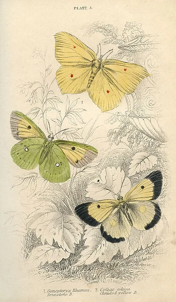 Brimstone Butterflies