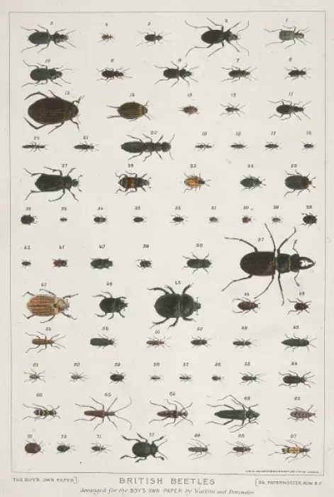 Framed Print : British Beetles Print: A Collection of Beetle Specimens Framed Print : British Beetles Print: A Collection of Beetle Specimens