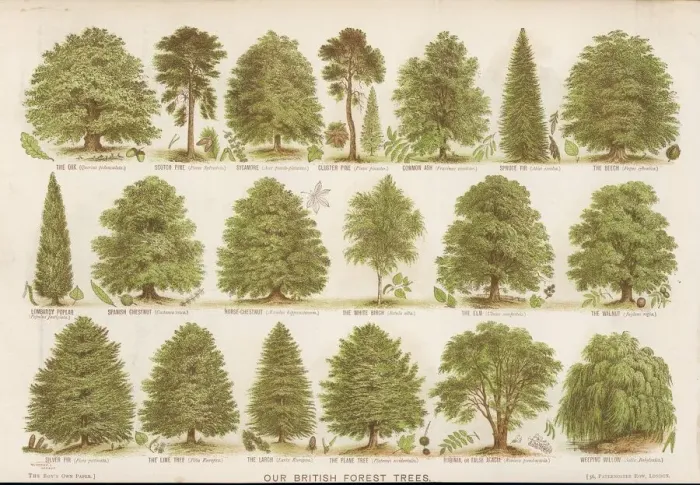 Framed Print : British Forest Trees Print: A Chart of Native Species Framed Print : British Forest Trees Print: A Chart of Native Species