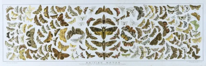 Framed Print : British Moths Print, a selection of moth specimens Framed Print : British Moths Print, a selection of moth specimens