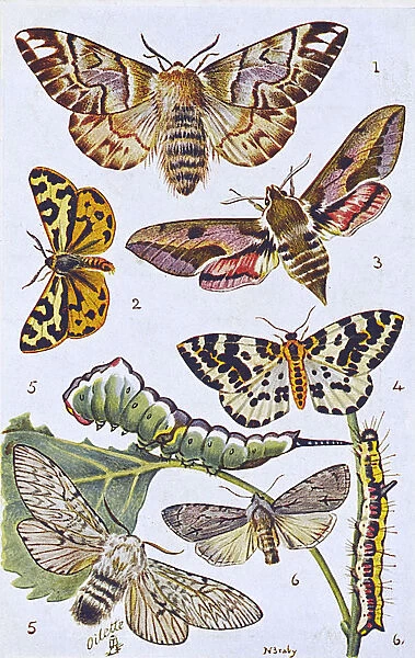 British Moths and Caterpillars - Various