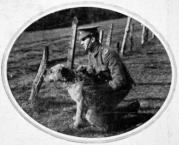 British War Dog