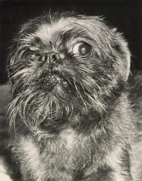 Brussels Griffon Dog Print, Thoughtful Expression, Art