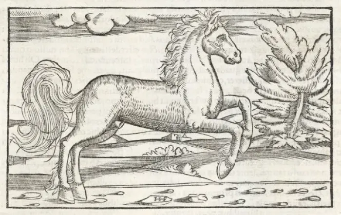 Framed Print : Print of Bucephalus, the horse of Alexander the Great Framed Print : Print of Bucephalus, the horse of Alexander the Great