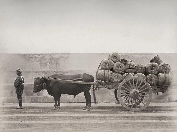 Bull, ox cart loaded with bales, Japan
