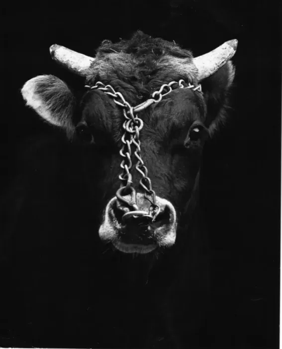 Framed Print : Bull with Ring and Chain Print Framed Print : Bull with Ring and Chain Print