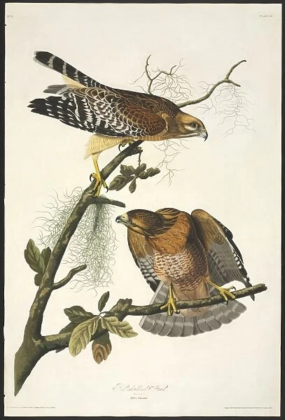 Buteo lineatus, red-shouldered hawk