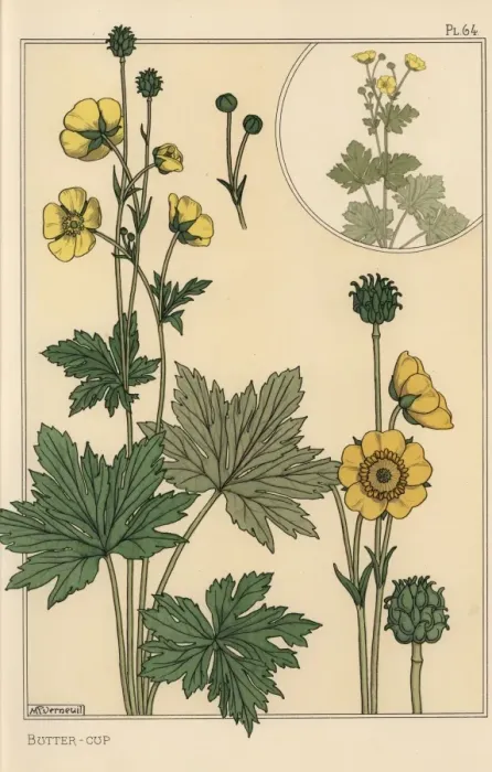 Framed Print : Buttercup Botanical Print, Lithograph with Pochoir Handcoloring Framed Print : Buttercup Botanical Print, Lithograph with Pochoir Handcoloring
