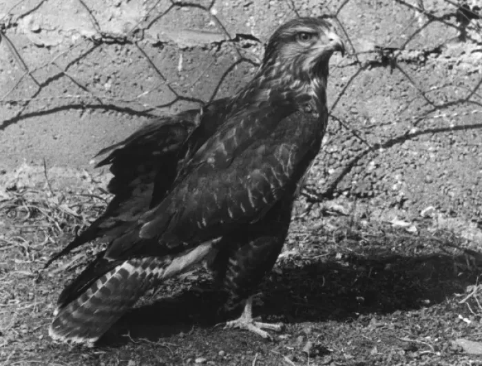 Framed Print : Black and White Print of a Buzzard