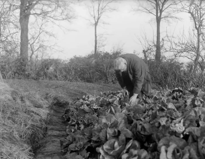 Framed Print : Early 1930s Print of an Old Man Inspecting a Cabbage Patch Framed Print : Early 1930s Print of an Old Man Inspecting a Cabbage Patch