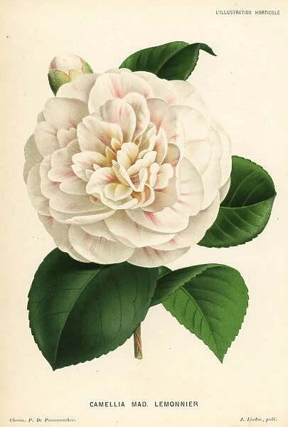 Camellia hybrid, Madame Lemonnier, Camellia japonica
