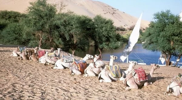 Camels on the banks of the River Nile, Egypt