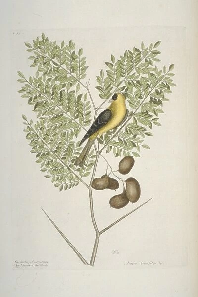 Carduelis tristis, American goldfinch