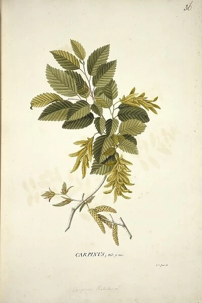 Carpinus betulus L. hornbeam