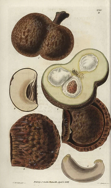 Caryocar nuciferum, fruit of the souari, pekea-nut