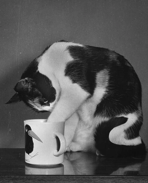 Cat investigates the contents of a mug