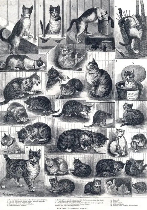 Framed Print : 'Our Cats: A Domestic History' Print, 1884 Framed Print : 'Our Cats: A Domestic History' Print, 1884