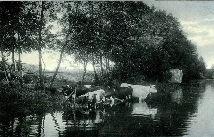 Framed Print : Cattle Print in a River Scene, 1910s Framed Print : Cattle Print in a River Scene, 1910s