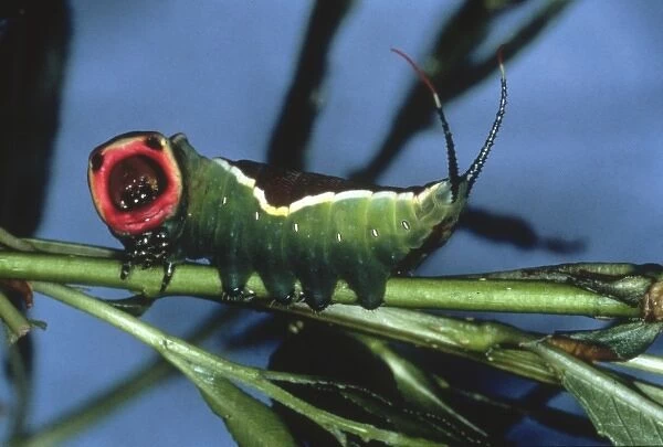 Cerura vinula, puss moth caterpillar