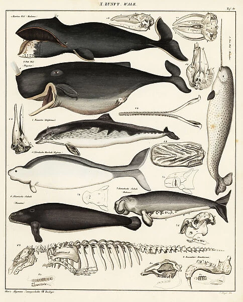 Cetaceans. Bowhead whale, Balaena mysticetus, sperm whale