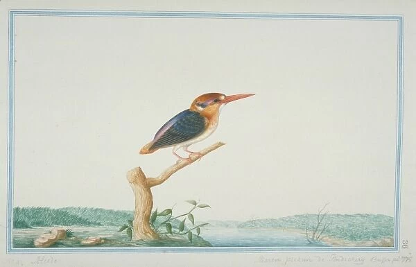 Ceyx erithaca, Oriental dwarf kingfisher