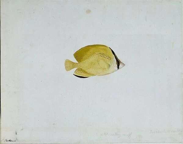 Chaetodon citrinellus, citron butterflyfish