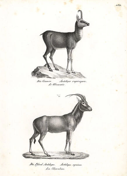 Chamois and roan antelope