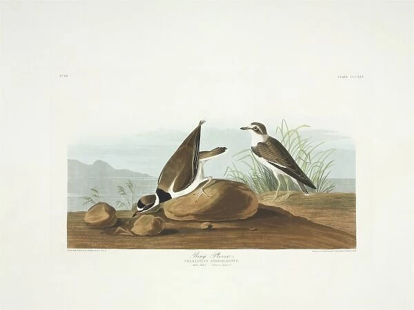 Charadrius semipalmatus, semipalmated plover