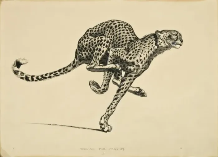 Framed Print : A Cheetah in Full Flight Print Framed Print : A Cheetah in Full Flight Print