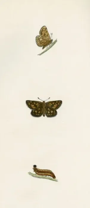 Framed Print : Chequered Skipper Print, 1845 Framed Print : Chequered Skipper Print, 1845
