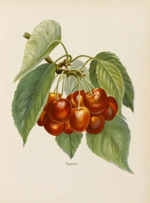 Framed Print : Cherry Still Life Print Framed Print : Cherry Still Life Print