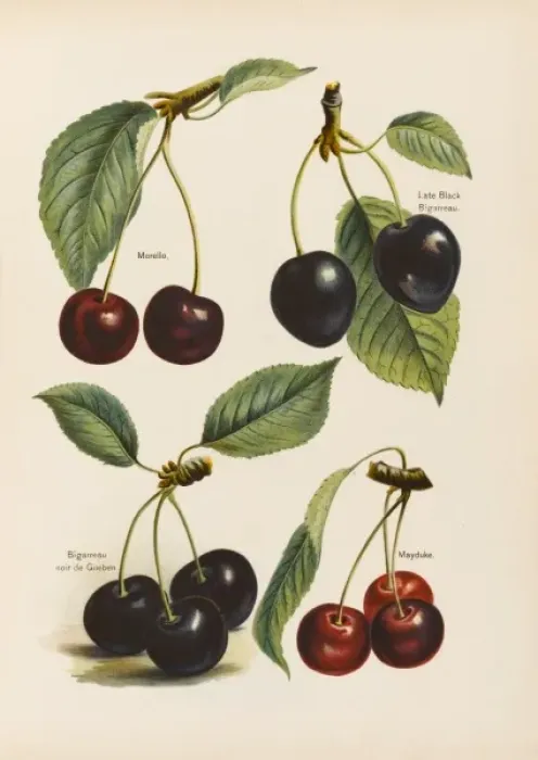 Framed Print : Morello Late Cherry Print