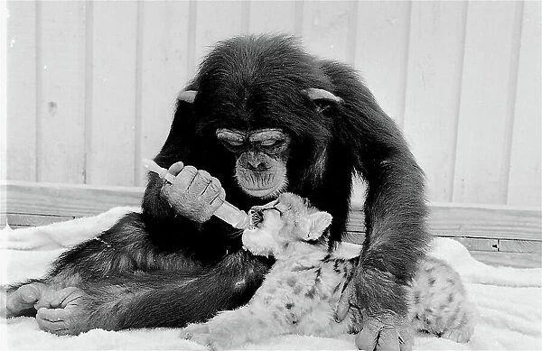Chimpanzee feeding milk to a lion cub. Date: circa 1960s