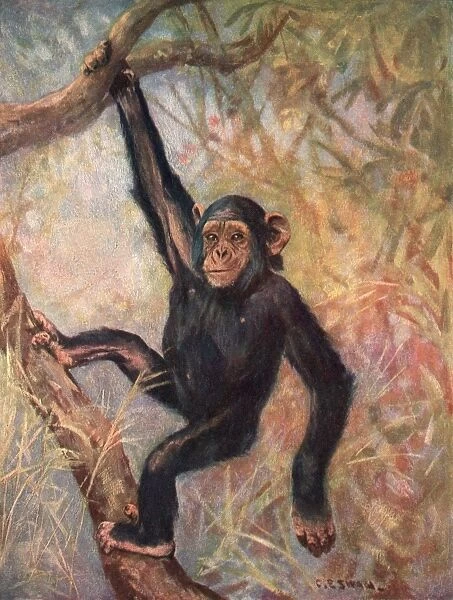 Chimpanzee  /  Wild Beasts