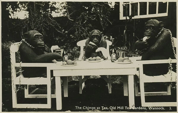 Chimps Having Tea, Old Mill Tea Gardens, Wannock, Polegate, Eastbourne, Sussex, England