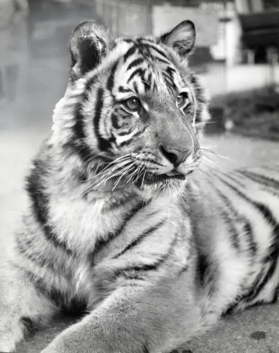 Framed Print : Chipperfields Circus Tiger Print Framed Print : Chipperfields Circus Tiger Print