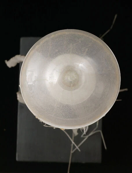 Chrysaora isosceles, jellyfish