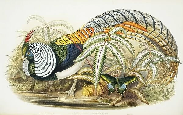 Chrysolophus amherstiae, Lady Amhersts pheasant