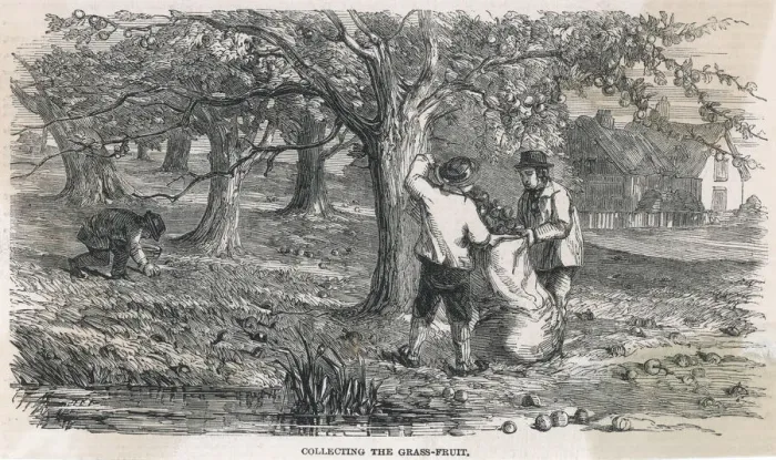 Framed Print : Cider Apple Picking Print Framed Print : Cider Apple Picking Print